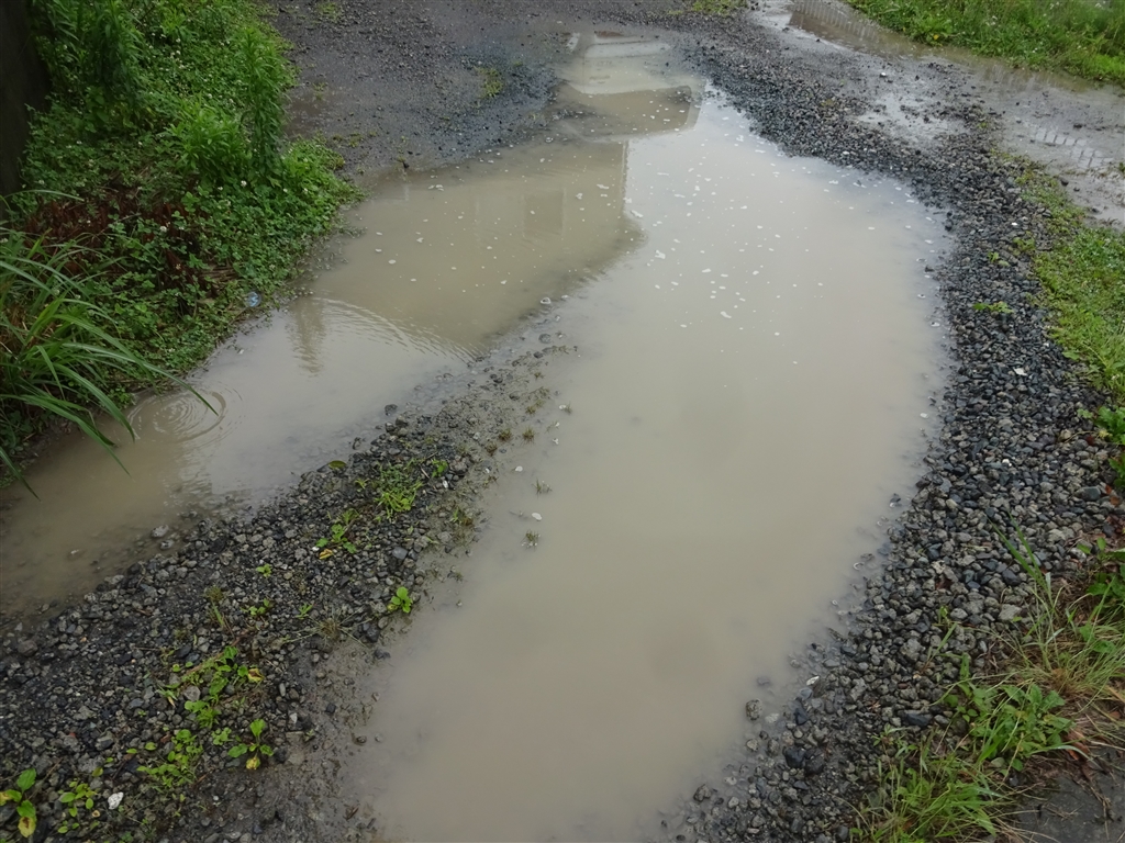 池のような庭を・・・現状