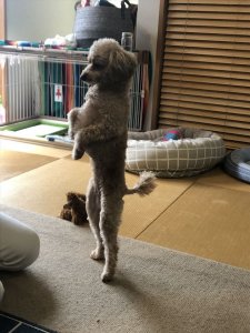 トイ