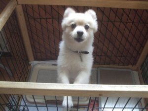 沼津東間門 ワンちゃん