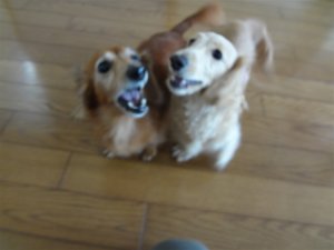 じゃれ合ってました!