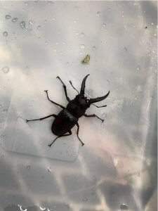 現場の足場で捕まえました!