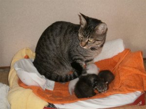 長泉町のお客様 ネコ