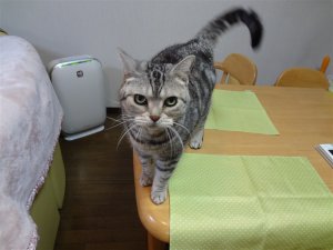 テーブル好きなんですけど・・・