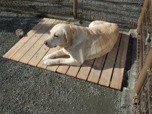 小山町現場 番犬になってました。