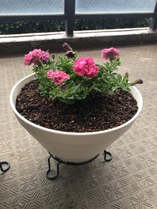 ペチュニア 咲いてきました。