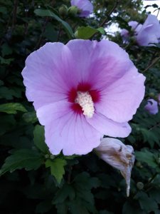 木槿(ムクゲ)見ました!