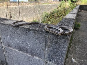 現場で驚きました!