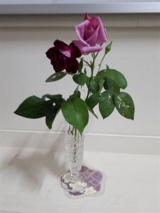今日も薔薇
