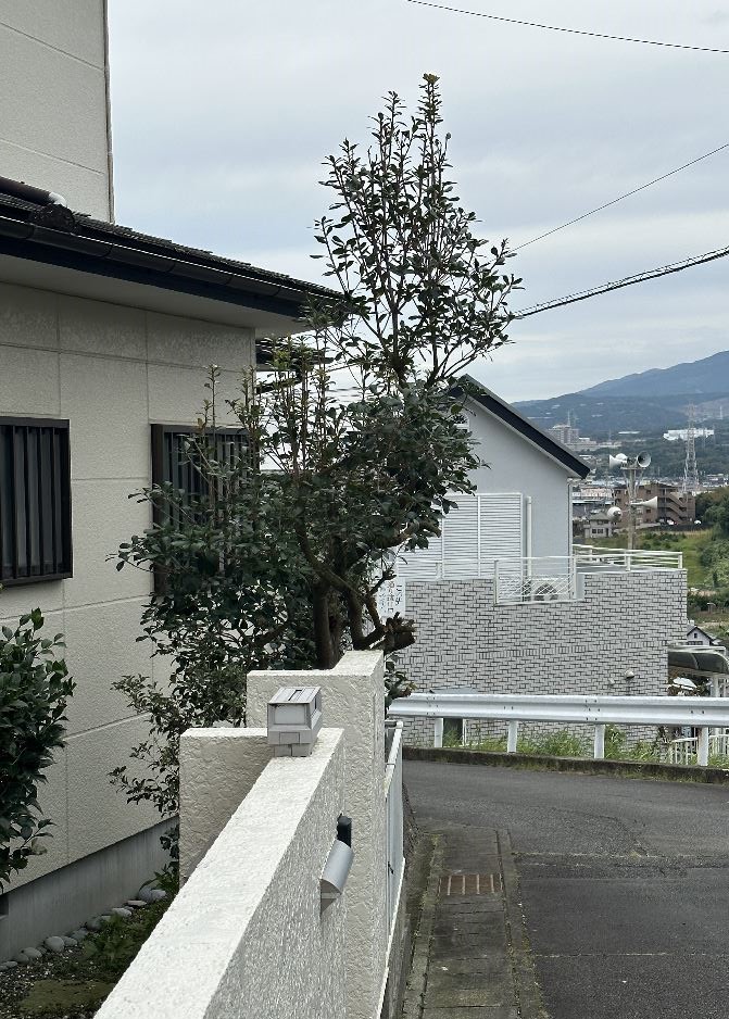 庭が大変！道路側　木の伐採・剪定 1