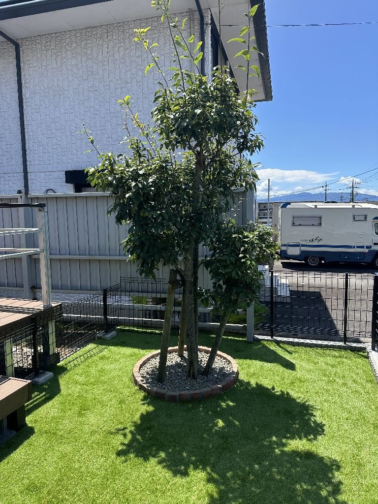 住み続けて検討！ドックラン木の廻り♪