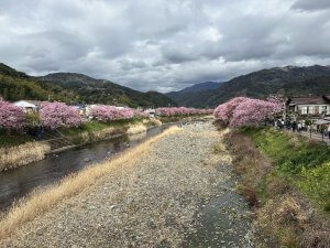 河津桜　見頃！　1