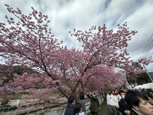 河津桜　見頃！3