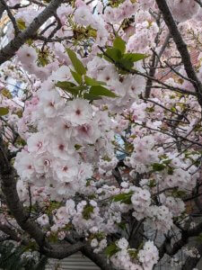 八重桜