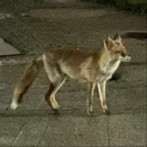 愛鷹公園にてキツネ？