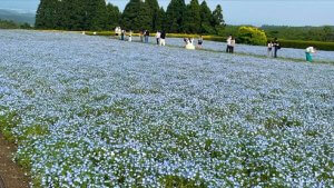 大分県生駒高原　ネモフィラ1