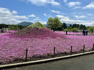 富士芝桜1