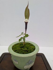 雪餅草
