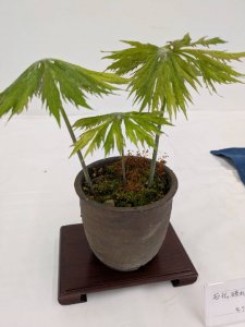 石化破れ傘