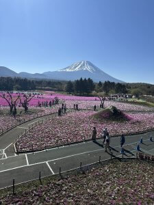 富士芝桜まつり　①