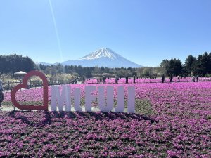 富士芝桜まつり④