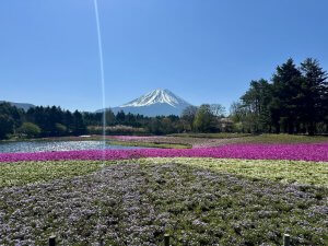 富士芝桜まつり⑥