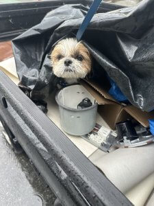 迷い犬　警察に連絡して・・・