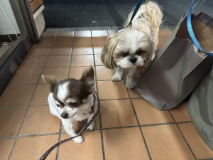 無事、飼い主さんの元へ！