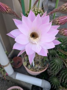 サボテンの花