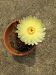 サボテンの花2