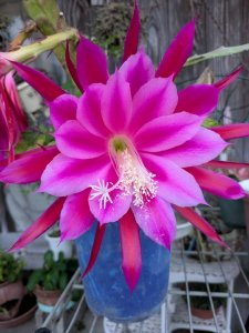 サボテンの花