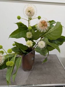 サファランサスシュガーシャック