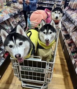 ハスキー達♪