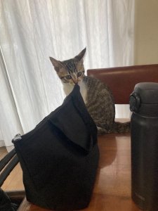 アサリ　テーブル