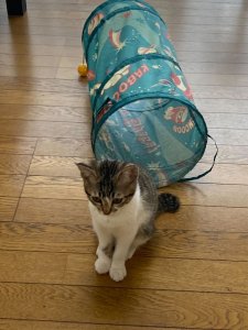 アサリ　遊具？