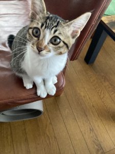 あさり